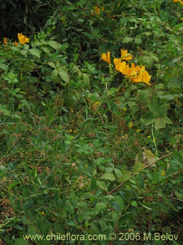 Image of Alstroemeria aurea (Alstromeria dorada / Amancay / Liuto / Rayen-cachu). Click to enlarge parts of image.